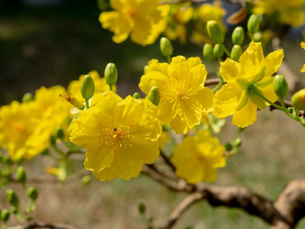 Hoa Mai - Apricot Flowers (Tet)
